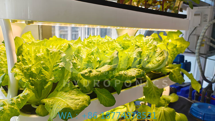 Agriculture Farming Equipments - 농업 기계로 채소, 상추 및 딸기