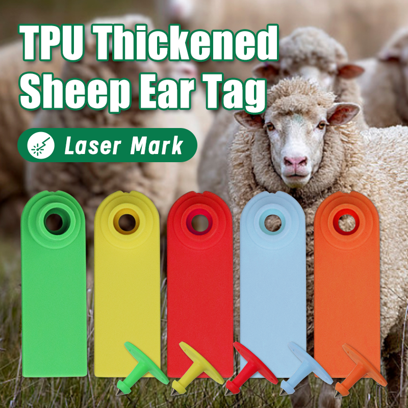 Livestock Ear Tag - 100Pcs 양 염소 귀 태그 단어