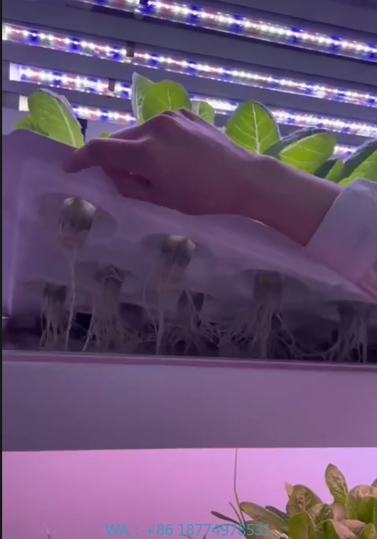 온실 농업 장비 버섯 채소 과일 재배 수직 농장 수경  - Agriculture Farming Equipments 리뷰 및 가격