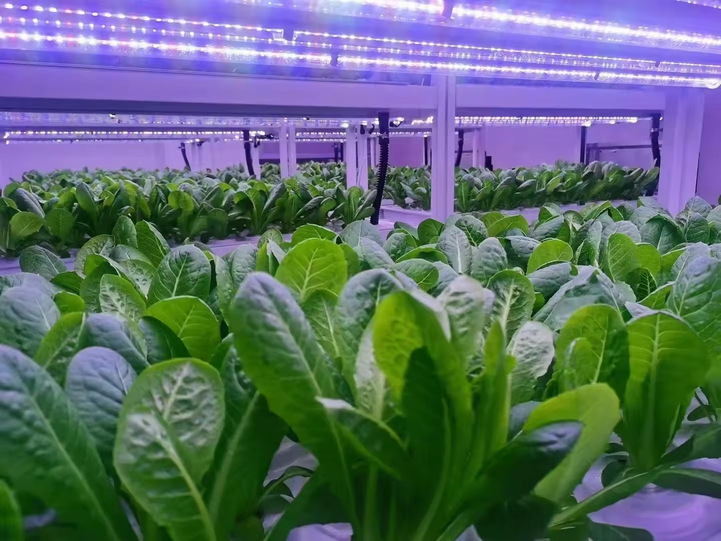 온실 농업 장비 버섯 채소 과일 재배 수직 농장 수경  - Agriculture Farming Equipments 리뷰 및 가격