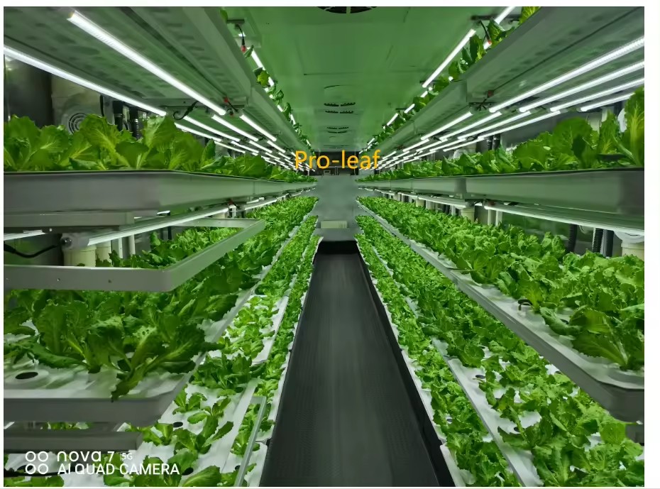 온실 농업 장비 버섯 채소 과일 재배 수직 농장 수경  - Agriculture Farming Equipments 리뷰 및 가격