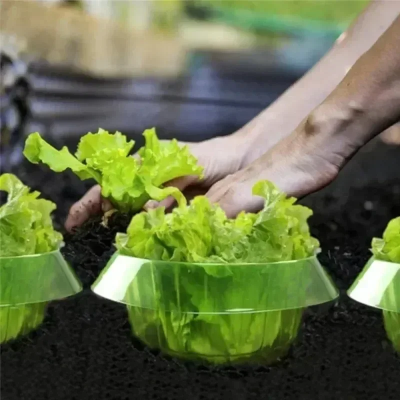 식물 달팽이 보호 링 야채 커버 식물 달팽이 칼라 가드 - Vegetable Transplanter 리뷰 및 가격